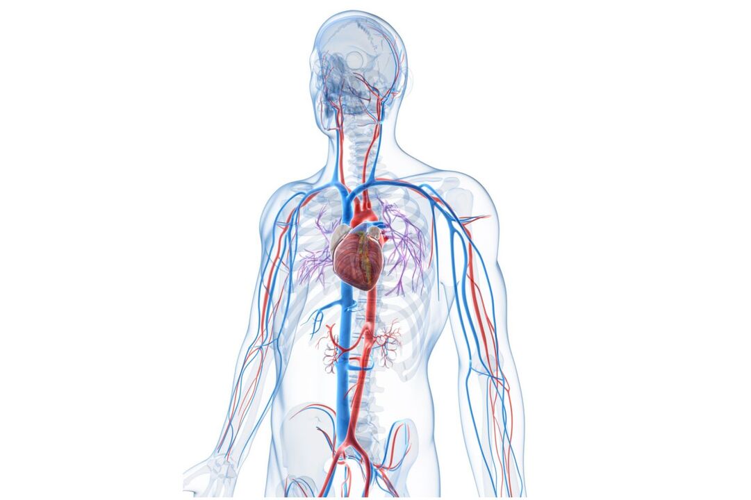 sistema cardiovascular saudable despois de tomar Blutforde